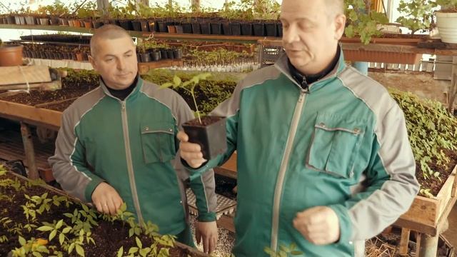 Выращивание Глицинии из семян. Орхидейное дерево или Баухиния - проращивание семян смотреть онлайн