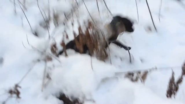 Первая прогулка щенков. Зима, лес и малыши паттердейл терьера смотреть онлайн