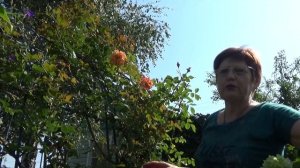 ПОВТОРНОЕ цветение плетистой розы КОМПЕШН