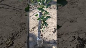 Удобрение молодых саженцев