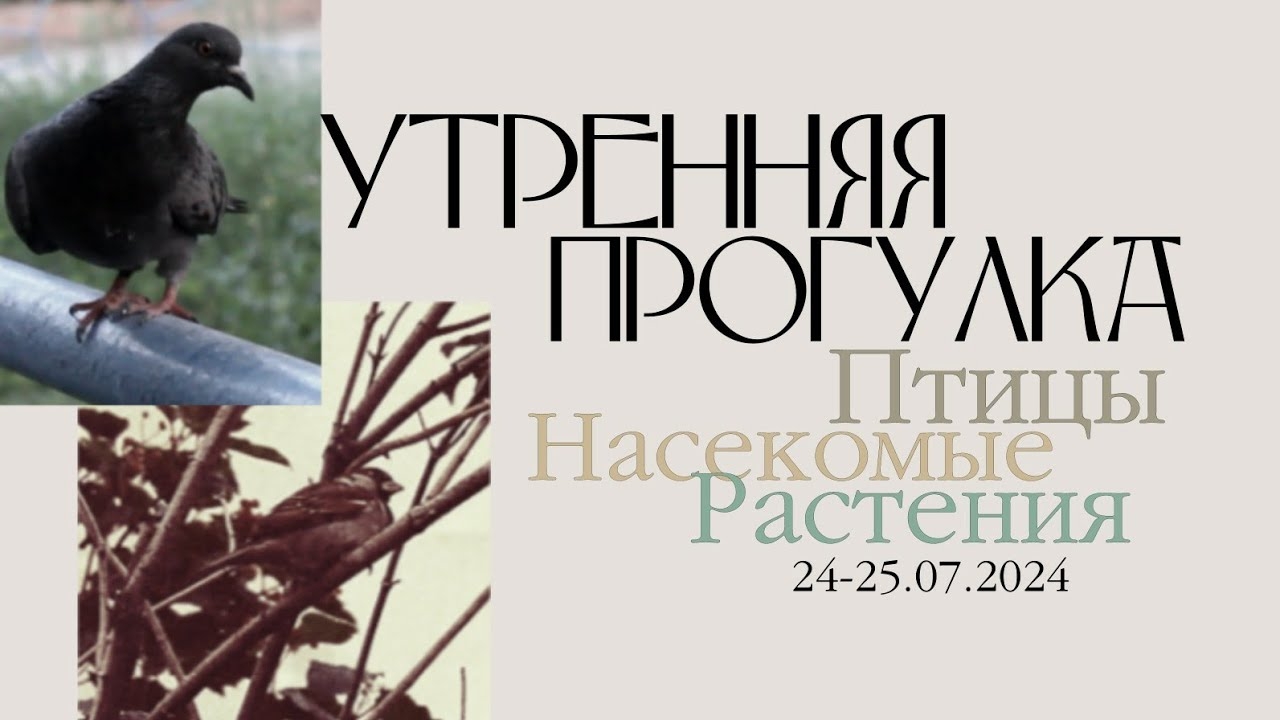 УТРЕННЯЯ ПРОГУЛКА: Шмели и Птицы