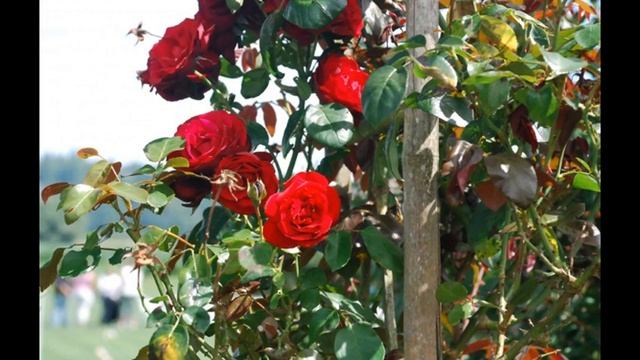 Как прививать розы в 2018 году на шиповник смотреть онлайн