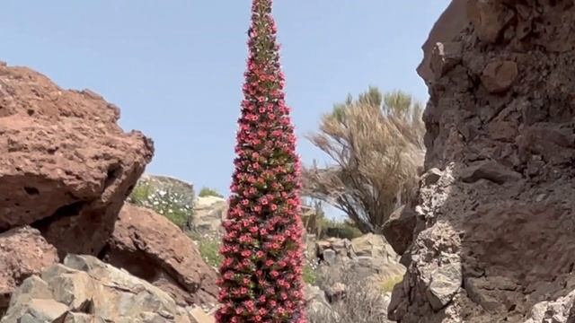 Вулкан Тейде Тенерифе / Драконово Дерево / Дерево Желаний смотреть онлайн