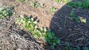 Кориандр (кинза) прямой посев (No-till) весенняя обработка гербицидом (прометрином)