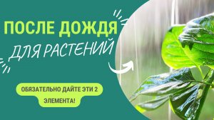 После дождя💧 ваши растения нуждаются в этом полезном элементе. Срочно подкормите растения!