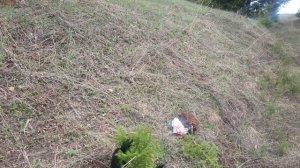 БОРЬБА С ОПУСТЫНИВАНИЕМ И ВЫСАДКА ДЕРЕВЬЕВ ЕСЛИ НЕ МЫ ТО КТО