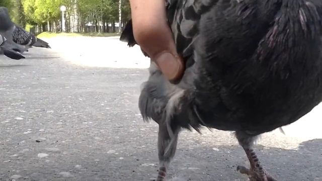 Голубь смотреть онлайн