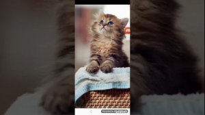 Я тебе поставлю лайк лайк лайк