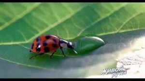 Реклама воды «Живой ручей» — Вода от самой природы
