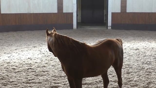 Арабские лошади Терский конный завод | Arab horses at Tersk stud смотреть онлайн