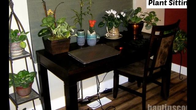 best indoor plants - best indoor plants low light