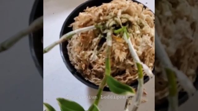 Dendrobium Loddigesii Variegated смотреть онлайн