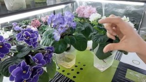 Какая ВОДА подходит для полива ФИАЛКАМ? МОЙ СЕКРЕТ УСПЕШНОГО ВЫРАЩИВАНИЯ ФИАЛОК #1