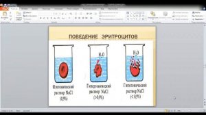 ЕГЭ по биологии. Занятие 29. Кровеносная система человека