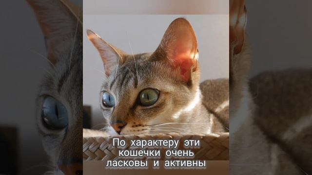 Сингапурская кошка