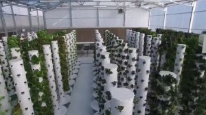 Вертикальная аэропоника в теплице. Aeroponic tower farm greenhouse