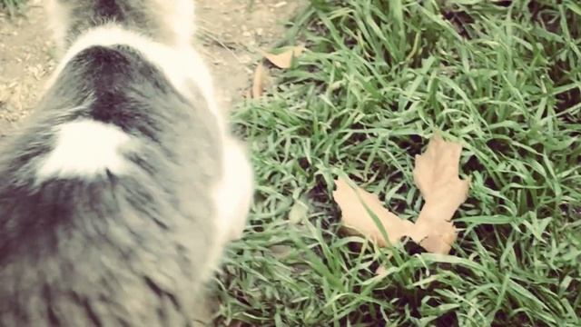 CAMERA VIDEO TEST NIKON D3100 смотреть онлайн