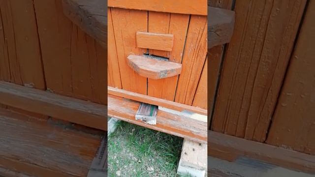 Окуривание пчёл багульником болотным!! Хорошее средство от клеща, грызунов и моли восковой!!!