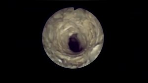 Паук Птицеед! Паук! Пауки!