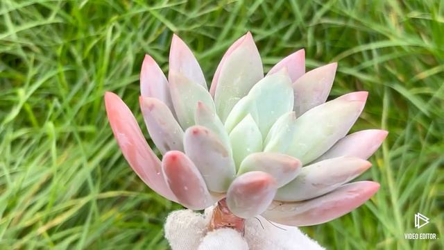 Pachyphytum Magic Crown смотреть онлайн