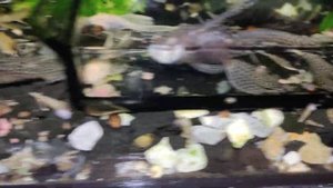 красивые вуалевые анциструсы