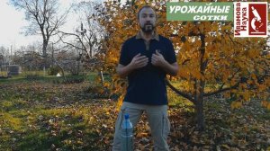 Опята - враги сада! Темная сторона мульчирования опилками, щепой и корой.