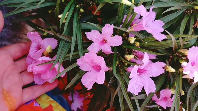 How to take care Mexican petunia in summer Mexican petonia ki dekhbhal kaise karen garmiyon main смотреть онлайн
