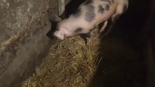 Закупил пол тонны опилок смотреть онлайн