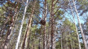 Искусственные гнезда. Учет.