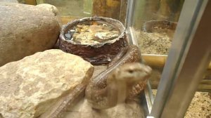 Змея. Зоопарк СПб.