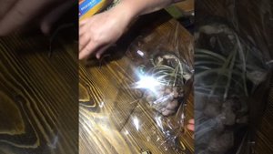 Лосиная губа //рулет из лосиной губы //мясо лося //лосиная голова // мясной деликатес