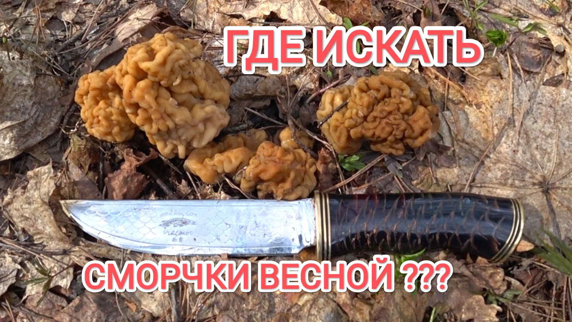 ЗА ПЕРВЫМИ ГРИБАМИ 2022 С НОВЫМ НОЖОМ ! СТРОЧКИ ПОШЛИ В ГРИБНОМ МЕСТЕ ! Сбор грибов в Тамбове