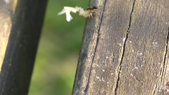 муравьи трудяги смотреть онлайн