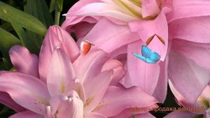 Лилия восточная махровая Лотус Куин (lotus queen) ? обзор: как сажать, луковицы лилии Лотус Куин