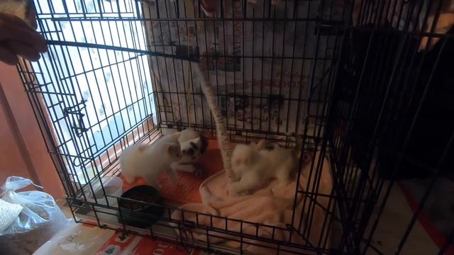 Приют Кот Вася. Матильда, Пандора, Изюмчик, Пятнышко, Маруся смотреть онлайн