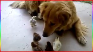 Chickens found their mom / Цыплята и собака