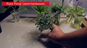 Plant Propagation by Cuttings in Water vs. Potting Soil