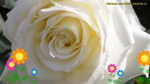Роза чайно-гибридная Аваланш. Краткий обзор, описание характеристик rosa Avalanche