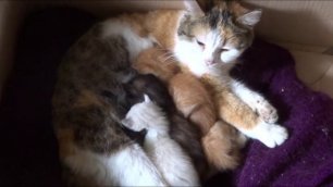 Материнский инстинкт| Кормящая мать| Кошки