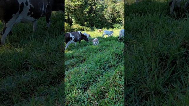 Ternero con 1 día de nacido es hijo de un toro Charolais con esta vaquita pintada