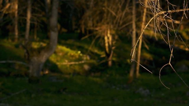 Mountain Altai смотреть онлайн