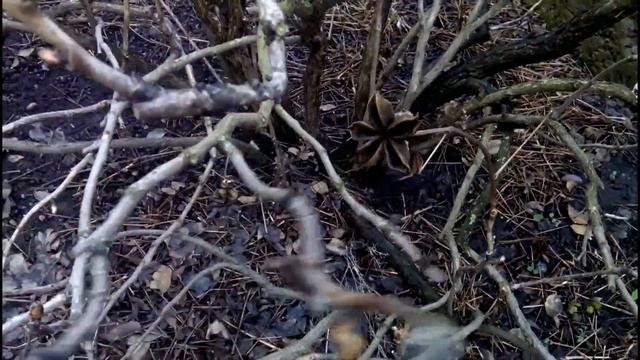 ВЕСЕННЯЯ ОБРЕЗКА ДРЕВОВИДНОГО ПИОНА смотреть онлайн