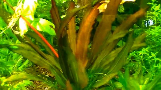 Эхинодорус уругвайский в аквариуме смотреть онлайн