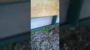 Как кормить ЛОСЕЙ