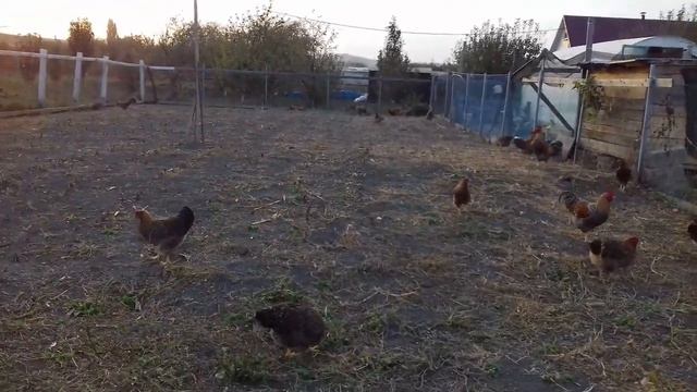 Не делайте эту ошибку никогда.!!!/Билифельдер лучшая порода кур навсегда! смотреть онлайн