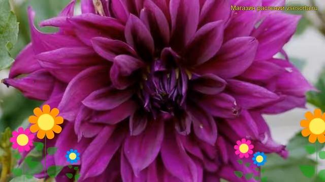 Георгина махровая Томас А. Эдисон. Краткий обзор, описание dáhlia variabilis Thomas A Edison смотреть онлайн