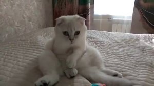 Кошка лапкой морду умывает – гостей намывает :)