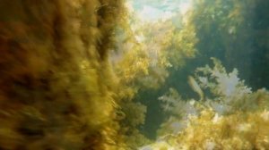 Подводные сады Черного моря 💠Снорклинг в Крыму 💠Морское дно