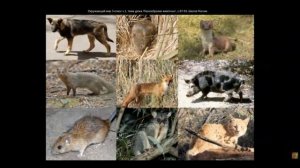 Разнообразие животных