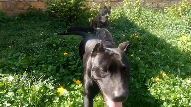 Стафф мама с детками смотреть онлайн